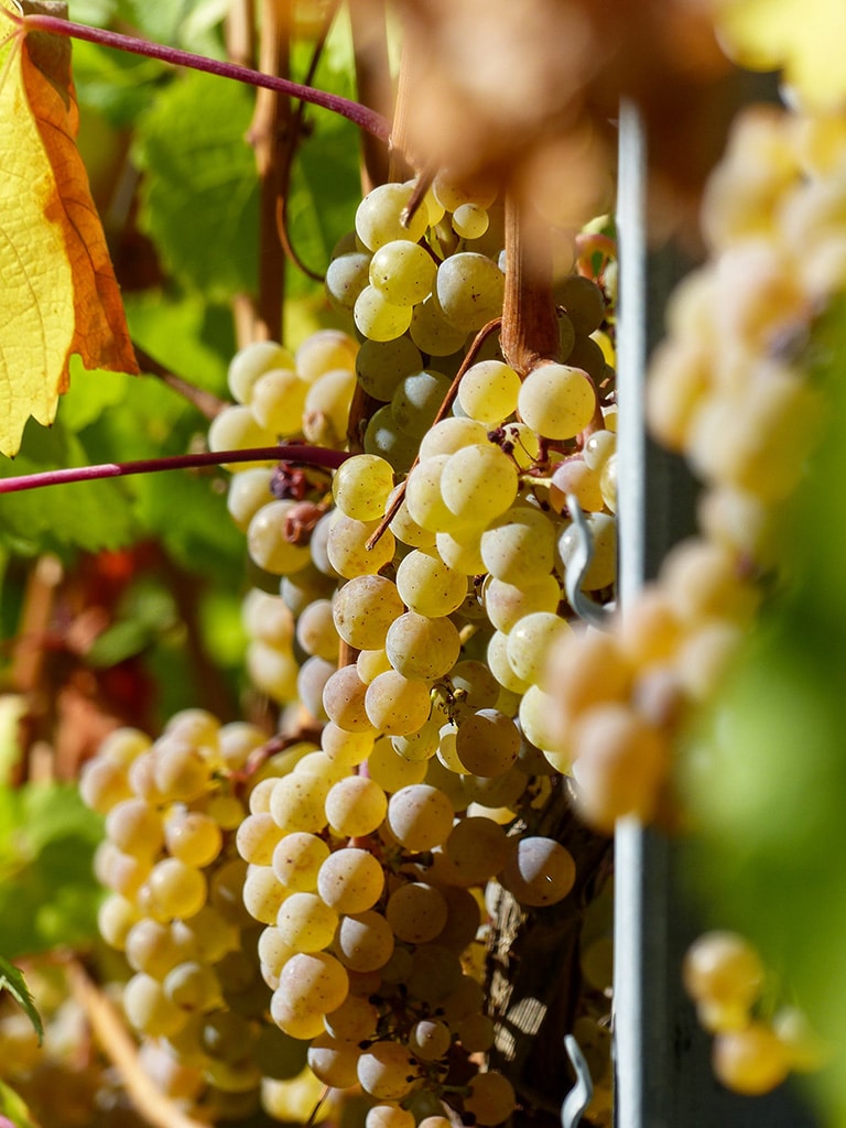 Grape vine used for orange wine